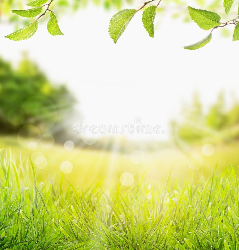 De de aardachtergrond van de de lentezomer met gras, bomen vertakt zich met groene bladeren en zonstralen
