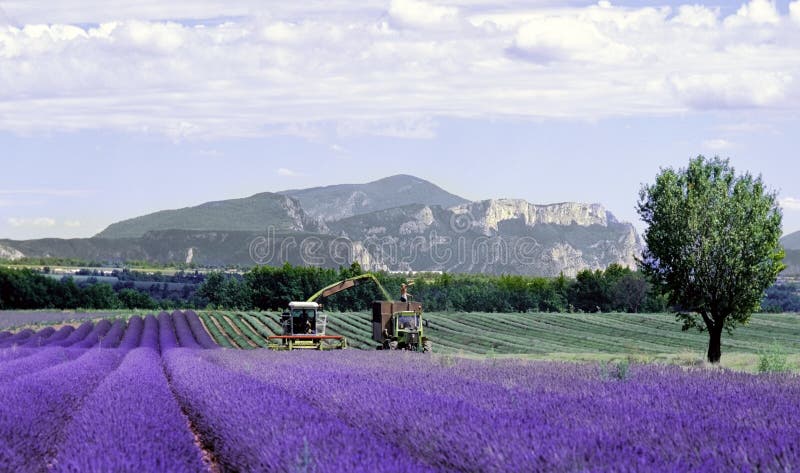 De de gebiedenProvence van de lavendel frank