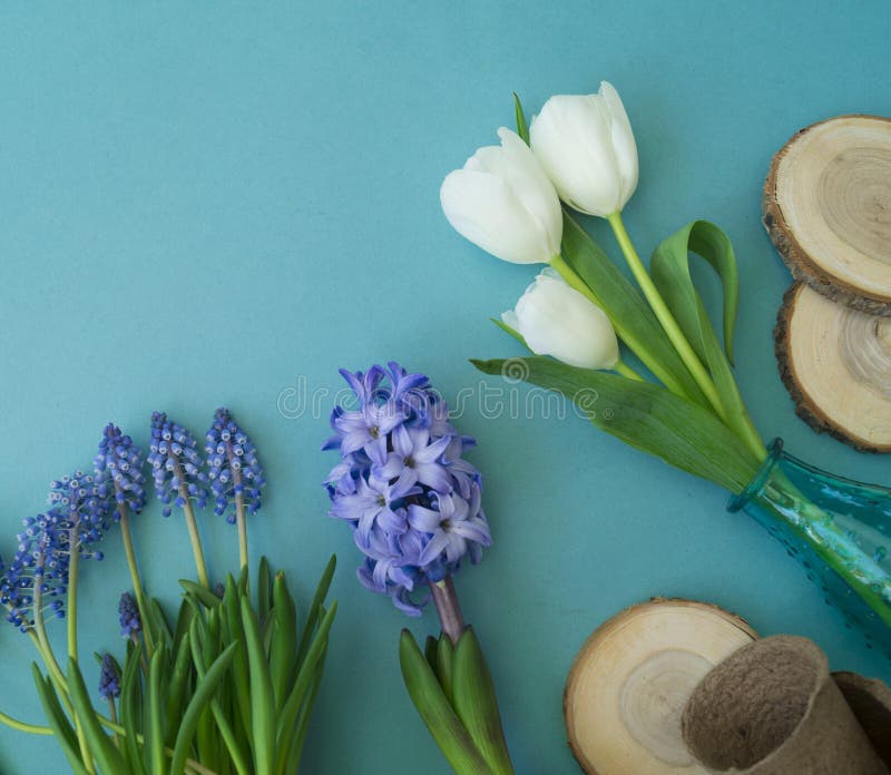 De decoratieve samenstelling van Pasen op een blauwe achtergrond Witte tulpen, bloempotten, unpainted eieren en een boom stock afbeelding De decoratieve samenstelling van Pasen op een blauwe achtergrond Witte tulpen, bloempotten, unpainted eieren en een boom stock afbeelding