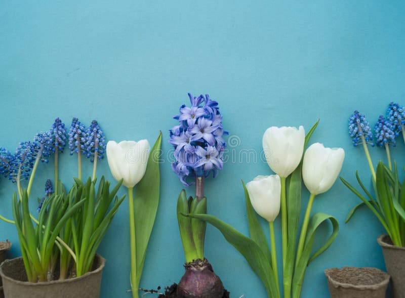 De decoratieve samenstelling van Pasen op een blauwe achtergrond Witte tulpen, bloempotten, unpainted eieren en een boom stock foto De decoratieve samenstelling van Pasen op een blauwe achtergrond Witte tulpen, bloempotten, unpainted eieren en een boom stock foto