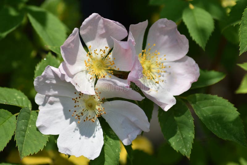 De delikata rosa blommorna av hundrosen - Rosa Canina royaltyfri fotografi De delikata rosa blommorna av hundrosen - Rosa Canina royaltyfri fotografi