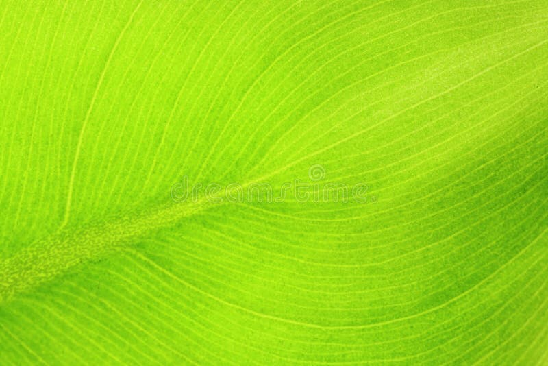 Blad details stock afbeeldingen