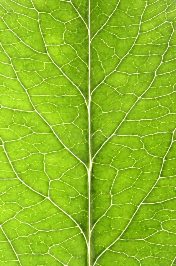 Bladdetails royalty-vrije stock afbeelding
