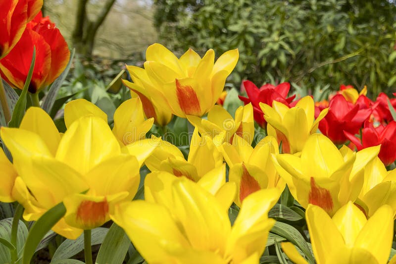 De details van mooie grote gele en rode tulpen in de bloem parkeren keukenhof in Lisse, Nederland royalty-vrije stock foto's De details van mooie grote gele en rode tulpen in de bloem parkeren keukenhof in Lisse, Nederland royalty-vrije stock foto's