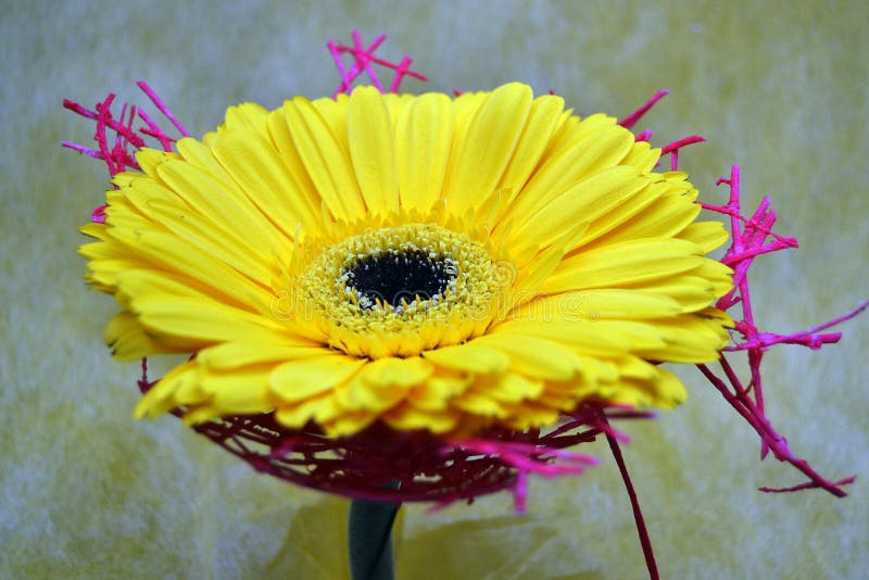 De close-up foto van een gele gerbera stock afbeeldingen