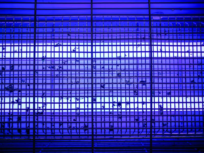 De Dichte omhoog Elektronische blauwe lichte insectmoordenaar stock foto De Dichte omhoog Elektronische blauwe lichte insectmoordenaar stock foto