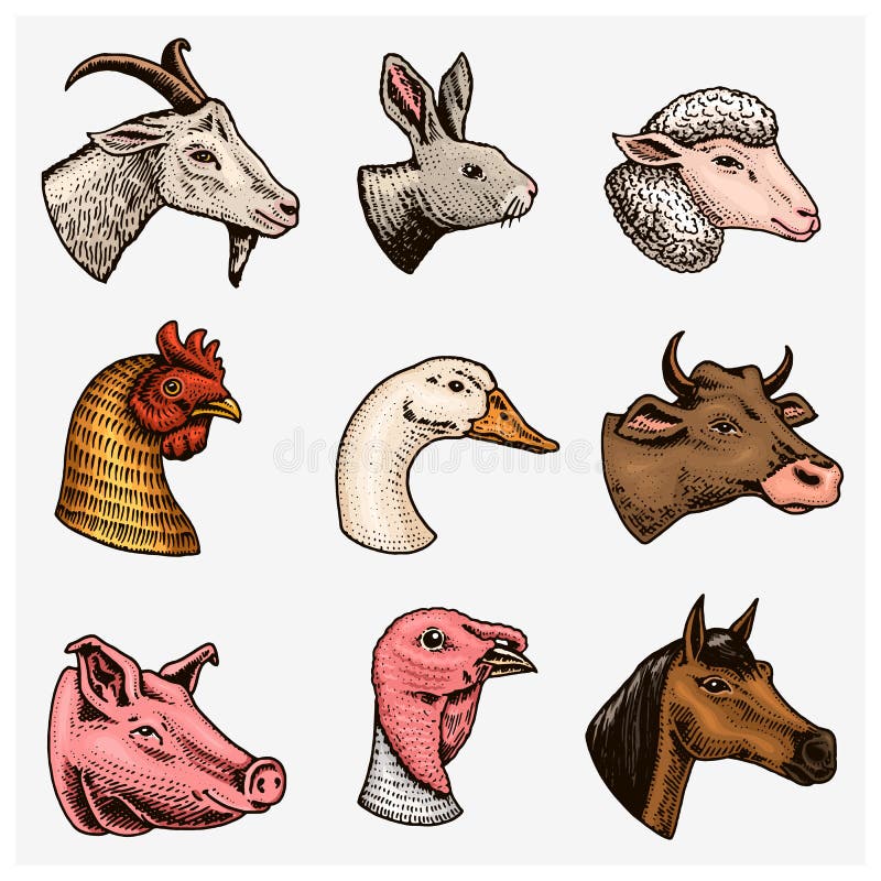 De dieren van het landbouwbedrijf Hoofd van een binnenlands van de de geitkoe van het paardvarken van de de alpacalama het konijn royalty-vrije illustratie De dieren van het landbouwbedrijf Hoofd van een binnenlands van de de geitkoe van het paardvarken van de de alpacalama het konijn royalty-vrije illustratie