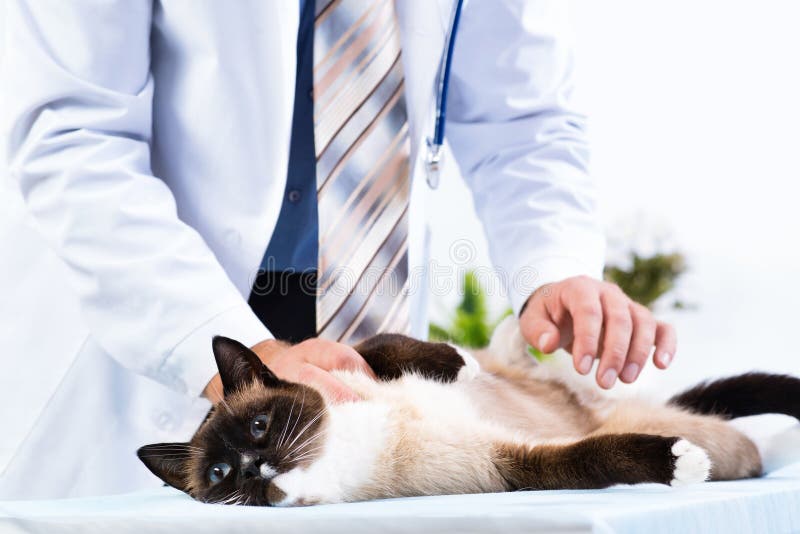 De dierenarts controleert de gezondheid van een kat royalty-vrije stock afbeelding De dierenarts controleert de gezondheid van een kat royalty-vrije stock afbeelding