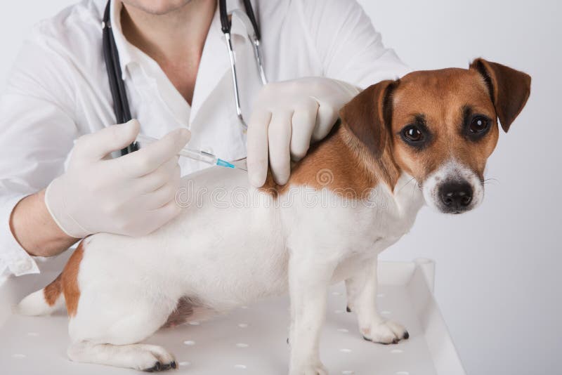 De dierenarts geeft het vaccin aan de hond stock afbeelding