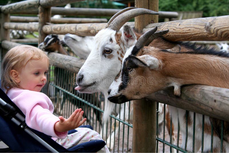 In de dierentuin stock afbeeldingen In de dierentuin stock afbeeldingen