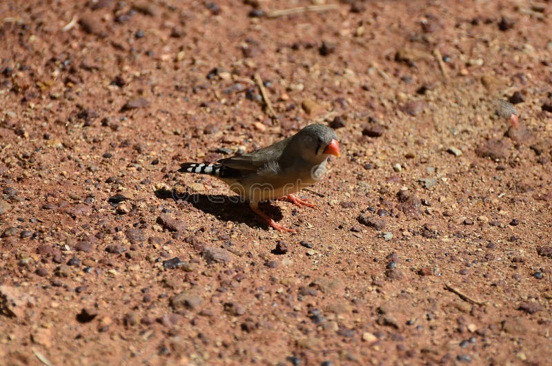 De dierkunde, Australische vogels stock afbeeldingen De dierkunde, Australische vogels stock afbeeldingen