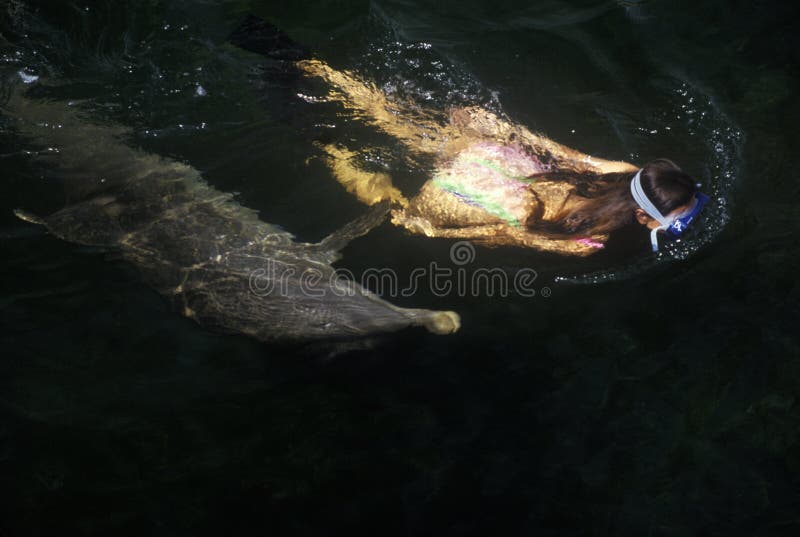 De dolfijn en de vrouwelijke zwemmer, het Marien zoogdieronderzoek en het Onderwijscentrum, sluiten Largo, FL