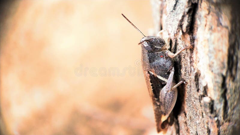 De donkere Bruine de meningszitting van het sprinkhanen volledige lichaam op een boom concentreerde goed macrofotorechterkant stock afbeeldingen De donkere Bruine de meningszitting van het sprinkhanen volledige lichaam op een boom concentreerde goed macrofotorechterkant stock afbeeldingen