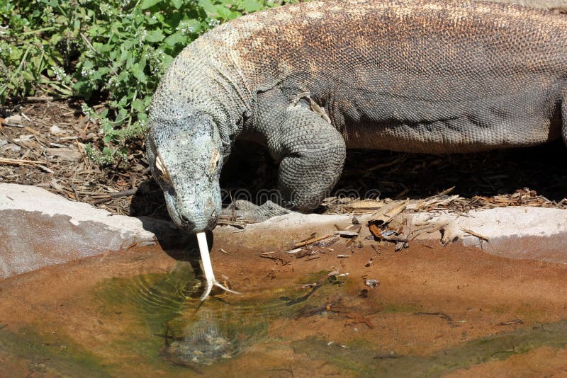 Komodovaraan stock fotografie
