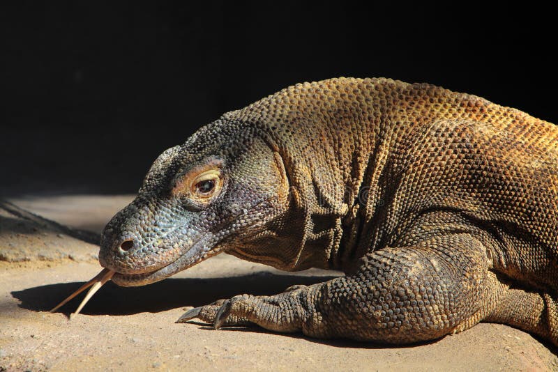 Komodovaraan stock foto