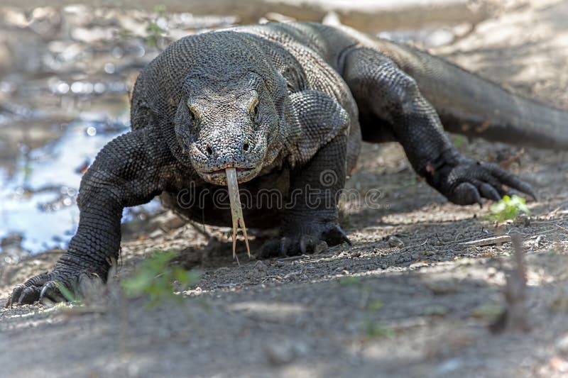 Komodovaraan stock afbeelding