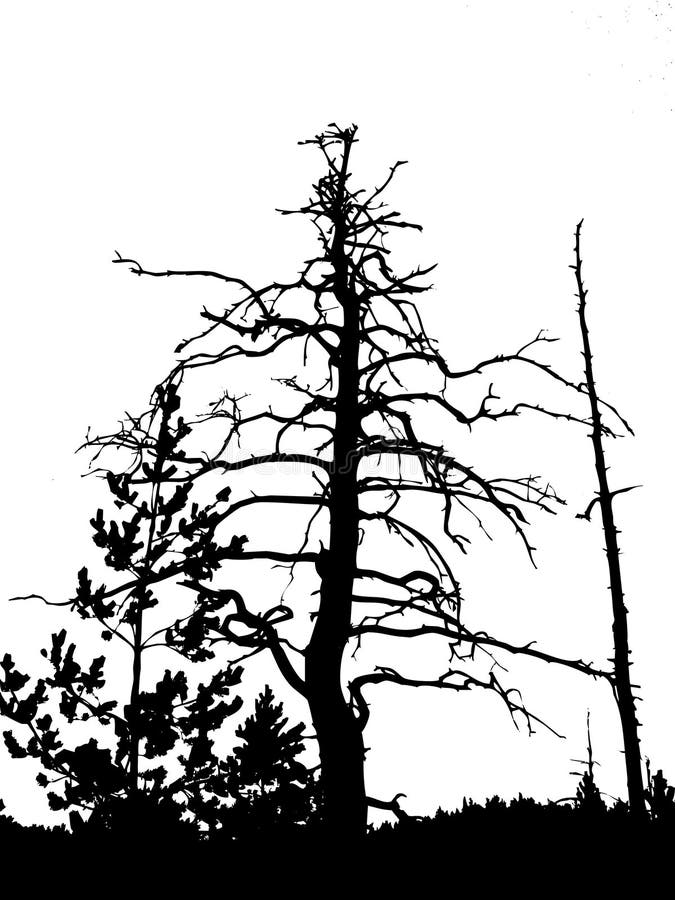 De droge boom van het silhouet