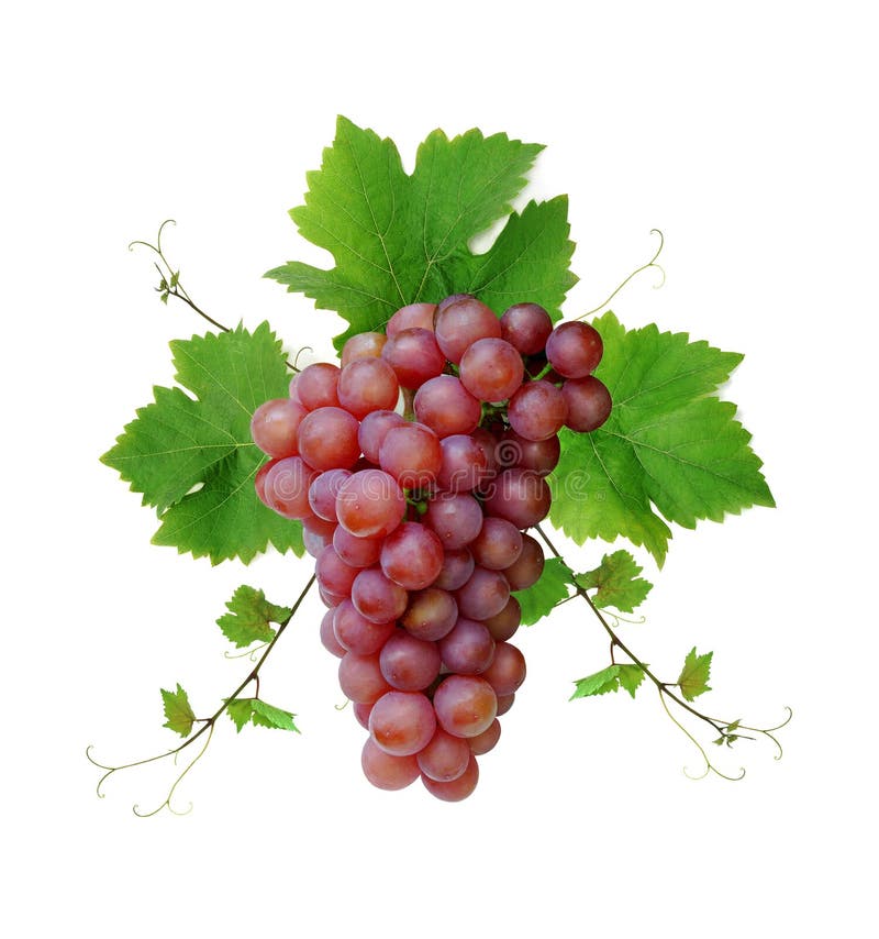De druivencluster van de wijn