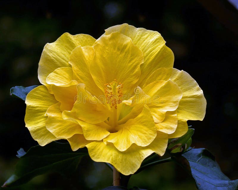 De dubbele gele bloem van hibiscusgul Laluna royalty-vrije stock fotografie De dubbele gele bloem van hibiscusgul Laluna royalty-vrije stock fotografie