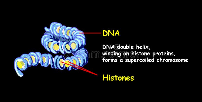 De dubbele schroef die van DNA op histone proteïnen morsen vormt een superspreadchromosoom DNA-replicatie op zwarte wordt geïsole vector illustratie De dubbele schroef die van DNA op histone proteïnen morsen vormt een superspreadchromosoom DNA-replicatie op zwarte wordt geïsole vector illustratie