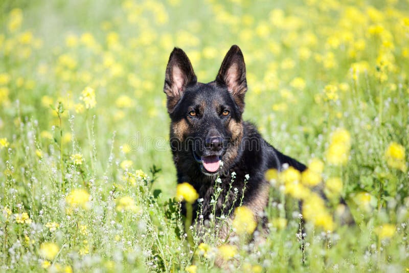 De Duitse Shepard-hond zit op bloemgebied stock afbeelding De Duitse Shepard-hond zit op bloemgebied stock afbeelding