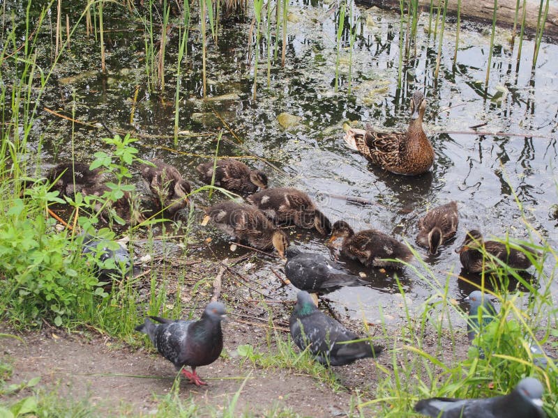 De duiven en een kroost van wilde eenden pikken het brood Eend het letten op stock foto's De duiven en een kroost van wilde eenden pikken het brood Eend het letten op stock foto's