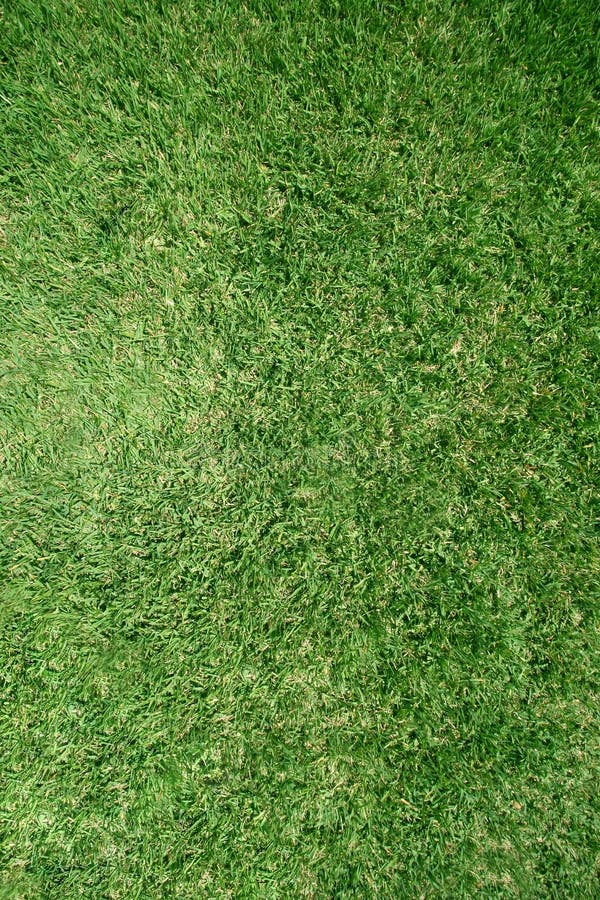 De echte textuur van het grasgazon De echte textuur van het grasgazon
