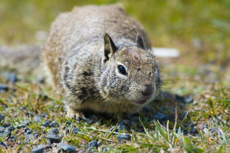 Tame ground squirrels in California. Tame ground squirrels in California