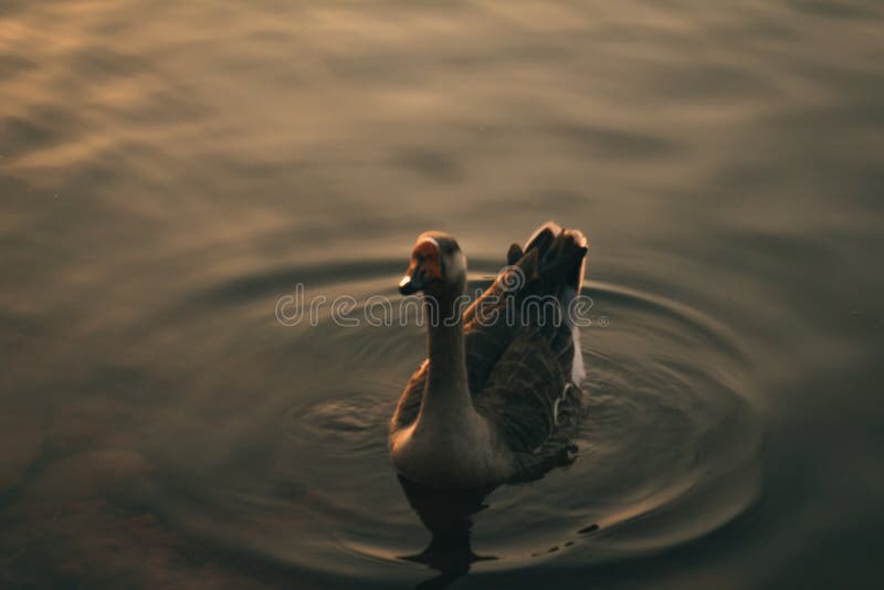 De eend met gouden schaduw royalty-vrije stock fotografie De eend met gouden schaduw royalty-vrije stock fotografie