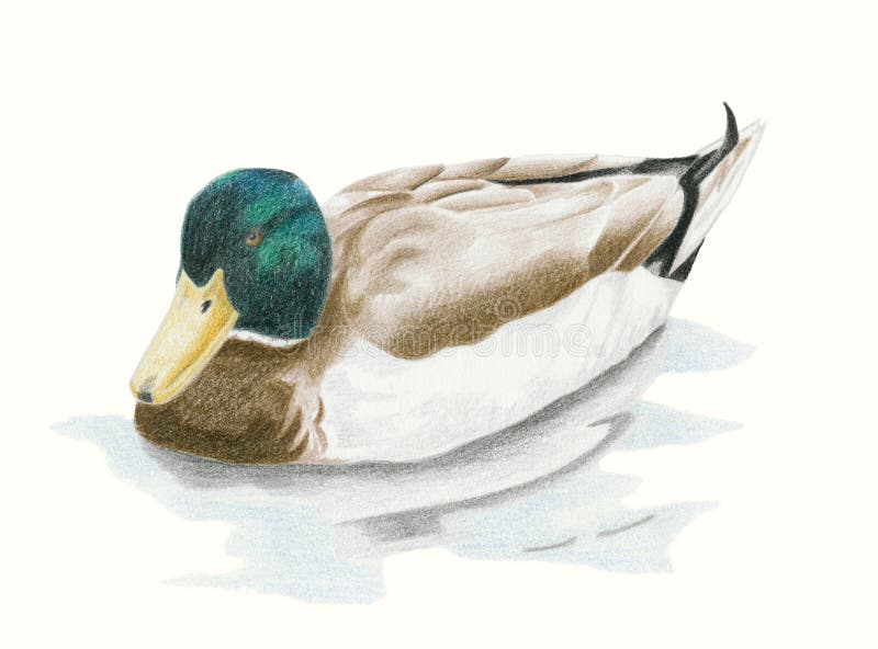 De Eend van de Mannetjeseend van de wilde eend royalty-vrije illustratie De Eend van de Mannetjeseend van de wilde eend royalty-vrije illustratie