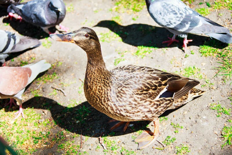 De eend zoekt voedselst James ` Park Londen stock afbeeldingen De eend zoekt voedselst James ` Park Londen stock afbeeldingen