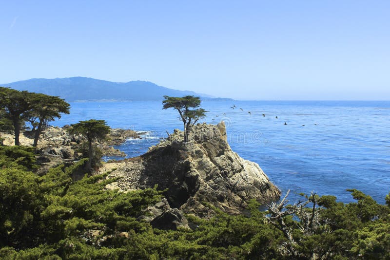 De Eenzame Boom Van De Cipres Redactionele Stock Foto Image of strand