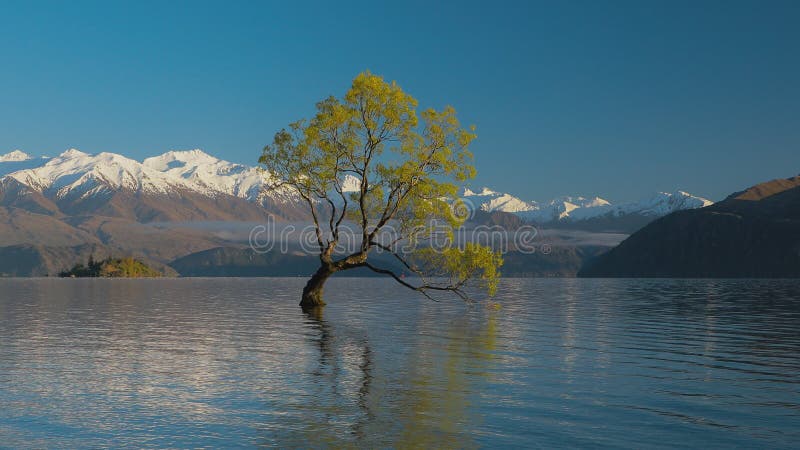 De Eenzame boom van Meer Wanaka en sneeuwbuchanan-Pieken, Zuideneiland, Nieuw Zeeland