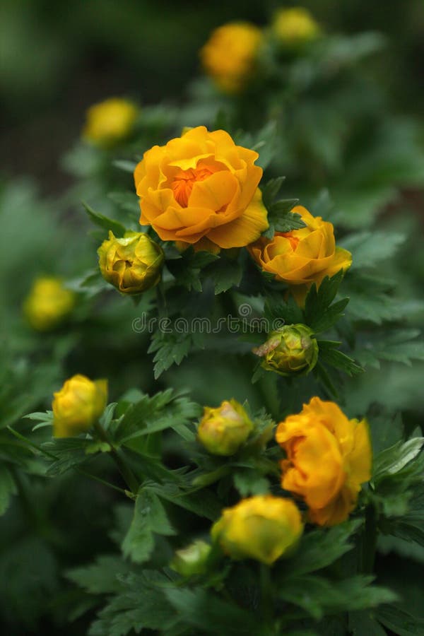 De eerste bloemen Eranthis van de gebiedslente stock fotografie De eerste bloemen Eranthis van de gebiedslente stock fotografie