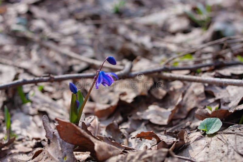 De eerste lente bloeit blauwe sneeuwklokjes stock afbeelding De eerste lente bloeit blauwe sneeuwklokjes stock afbeelding