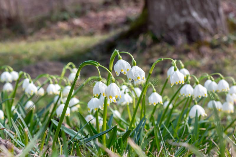 De eerste lente bloeit in bos, knop van sneeuwklokjes, symbool van aard het wekken in het zonlicht stock foto De eerste lente bloeit in bos, knop van sneeuwklokjes, symbool van aard het wekken in het zonlicht stock foto