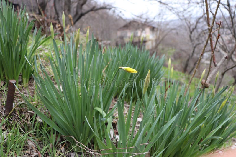 De eerste spruit van de gele Narcissen stock foto's De eerste spruit van de gele Narcissen stock foto's