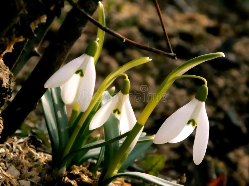 De eerste tekens van de lente royalty-vrije stock fotografie De eerste tekens van de lente royalty-vrije stock fotografie
