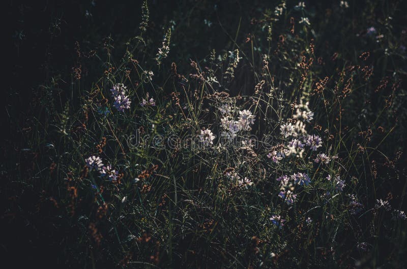 De eerste zonnige ochtendstralen van de zon worden weerspiegeld in een bosopen plek Wilde weidebloemen en kruiden Close-up Donker royalty-vrije stock foto's De eerste zonnige ochtendstralen van de zon worden weerspiegeld in een bosopen plek Wilde weidebloemen en kruiden Close-up Donker royalty-vrije stock foto's