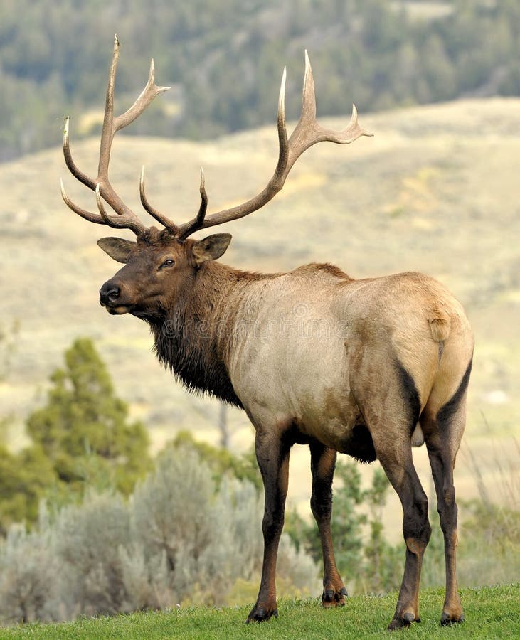 Bull-elk royalty-vrije stock afbeelding