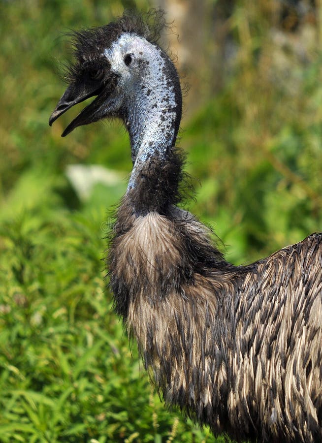 De emoe is de grootste vogel inheems aan Australië stock afbeelding De emoe is de grootste vogel inheems aan Australië stock afbeelding