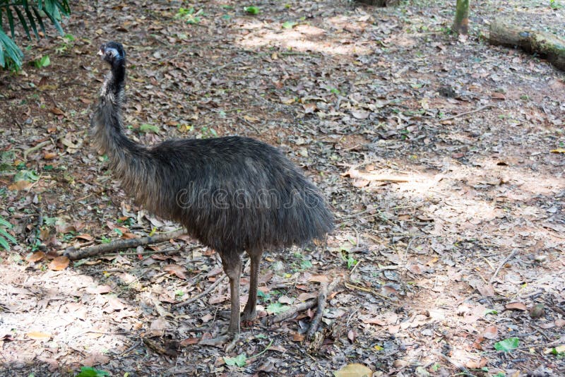 De emoe is de second-largest het leven vogel door hoogte, na zijn r stock foto De emoe is de second-largest het leven vogel door hoogte, na zijn r stock foto