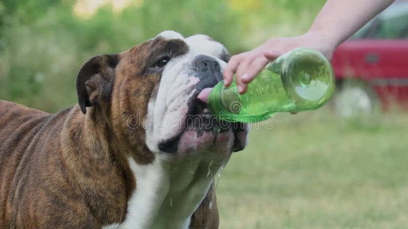De Engelse Bulldog drinkt water