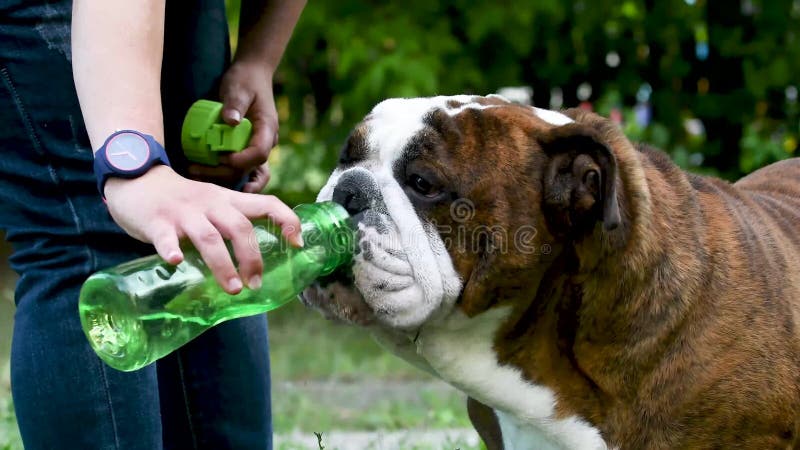 De Engelse Bulldog drinkt water