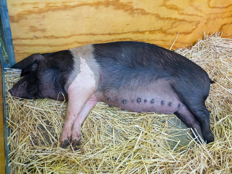 De enige zwarte Jonge varkensslaap, het beeld in hoogste mening in de Australische varken landbouw stock foto's De enige zwarte Jonge varkensslaap, het beeld in hoogste mening in de Australische varken landbouw stock foto's