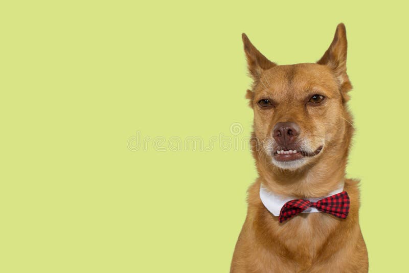DE ERNSTIGE EN GRAPPIGE GEMENGDE RASSENhond UNDERBITE DIE EEN VLINDERDAS DRAGEN IS royalty-vrije stock foto DE ERNSTIGE EN GRAPPIGE GEMENGDE RASSENhond UNDERBITE DIE EEN VLINDERDAS DRAGEN IS royalty-vrije stock foto