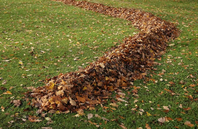 De esdoornblad van de herfst in een rij op groen gras stock fotografie De esdoornblad van de herfst in een rij op groen gras stock fotografie