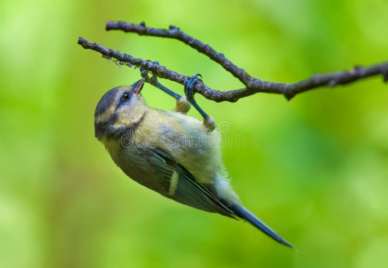 De Europees-Aziatische blauwe mees voedt zich op de eieren van de spin bij de tak van boom stock foto's De Europees-Aziatische blauwe mees voedt zich op de eieren van de spin bij de tak van boom stock foto's