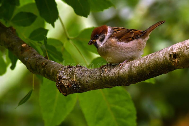 De Europees-Aziatische boommus, Passer montanus stock foto De Europees-Aziatische boommus, Passer montanus stock foto