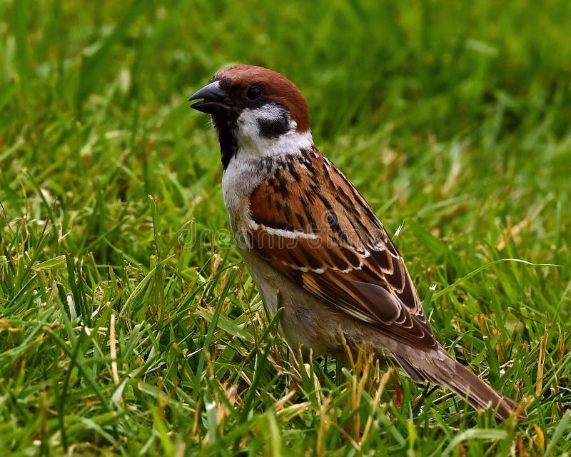 De Europees-Aziatische boommus, Passer montanus royalty-vrije stock foto De Europees-Aziatische boommus, Passer montanus royalty-vrije stock foto